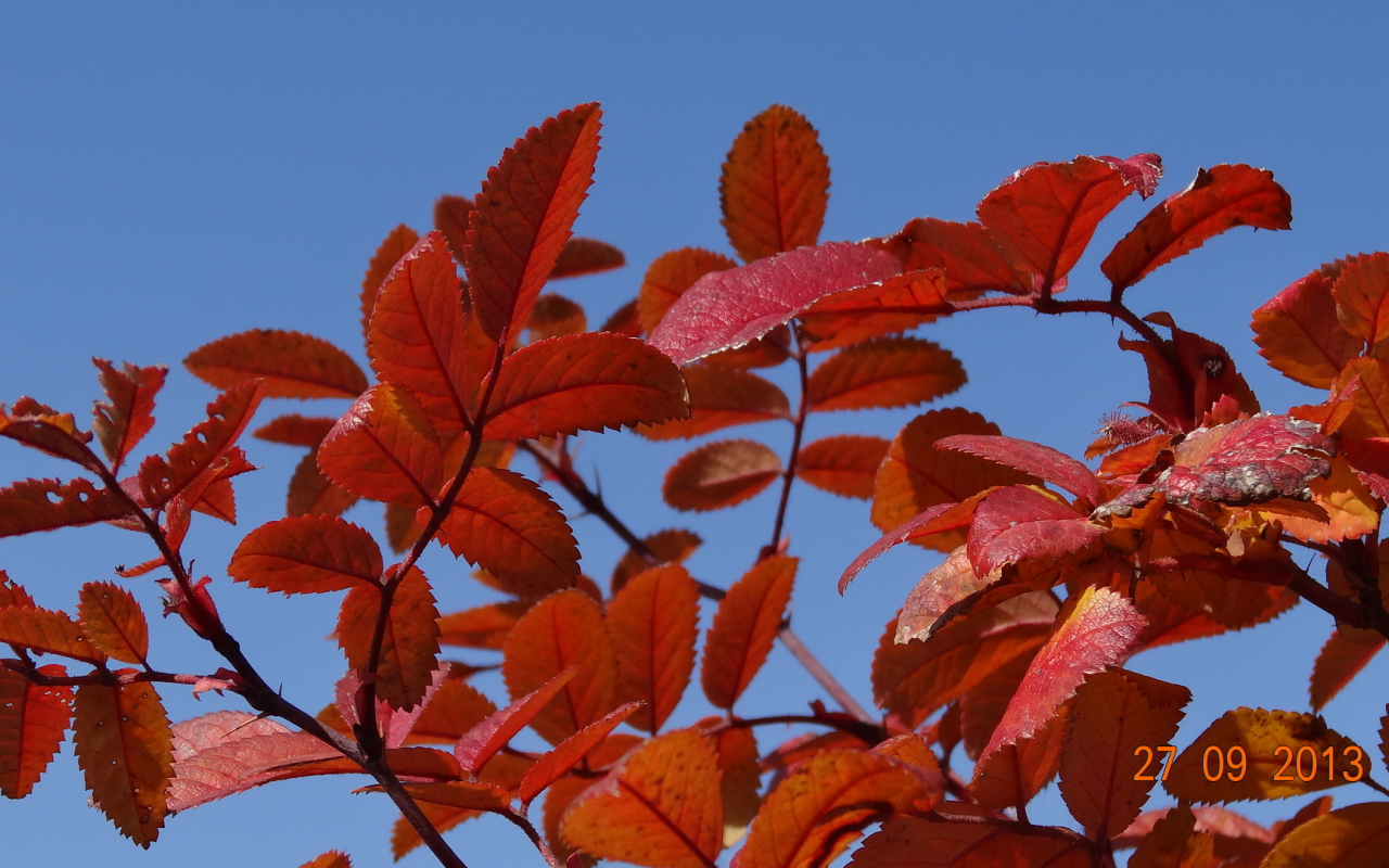 небо, голубое, красные, листья, осень