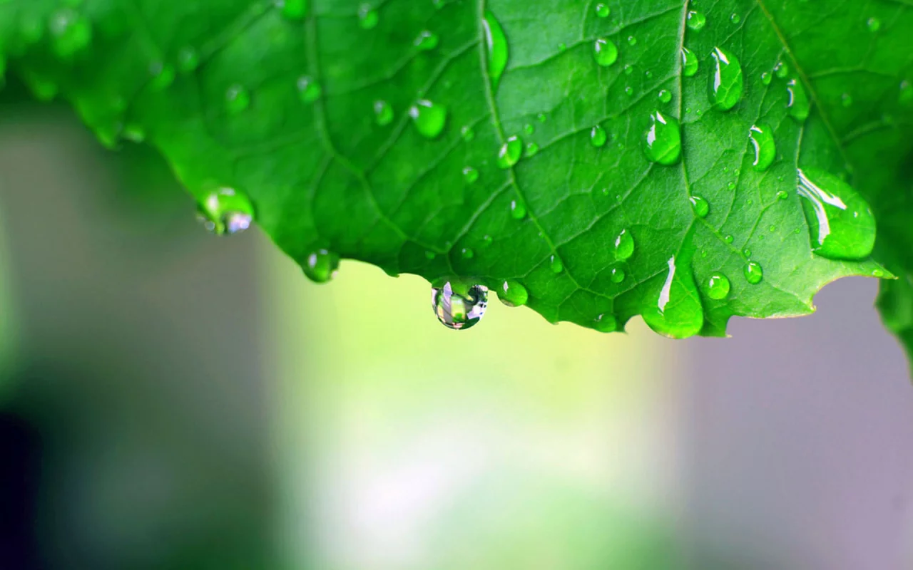 green macro, обои, капли, макро фото, зелёный, листья