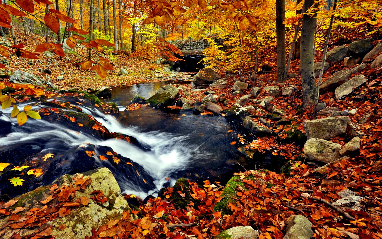 ручей, листва, река, осень, природа