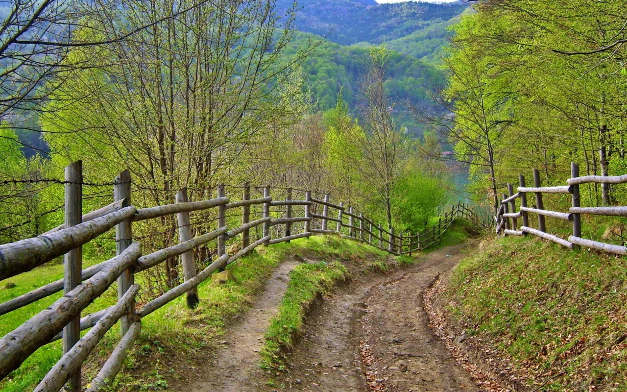 дорога, лето, забор