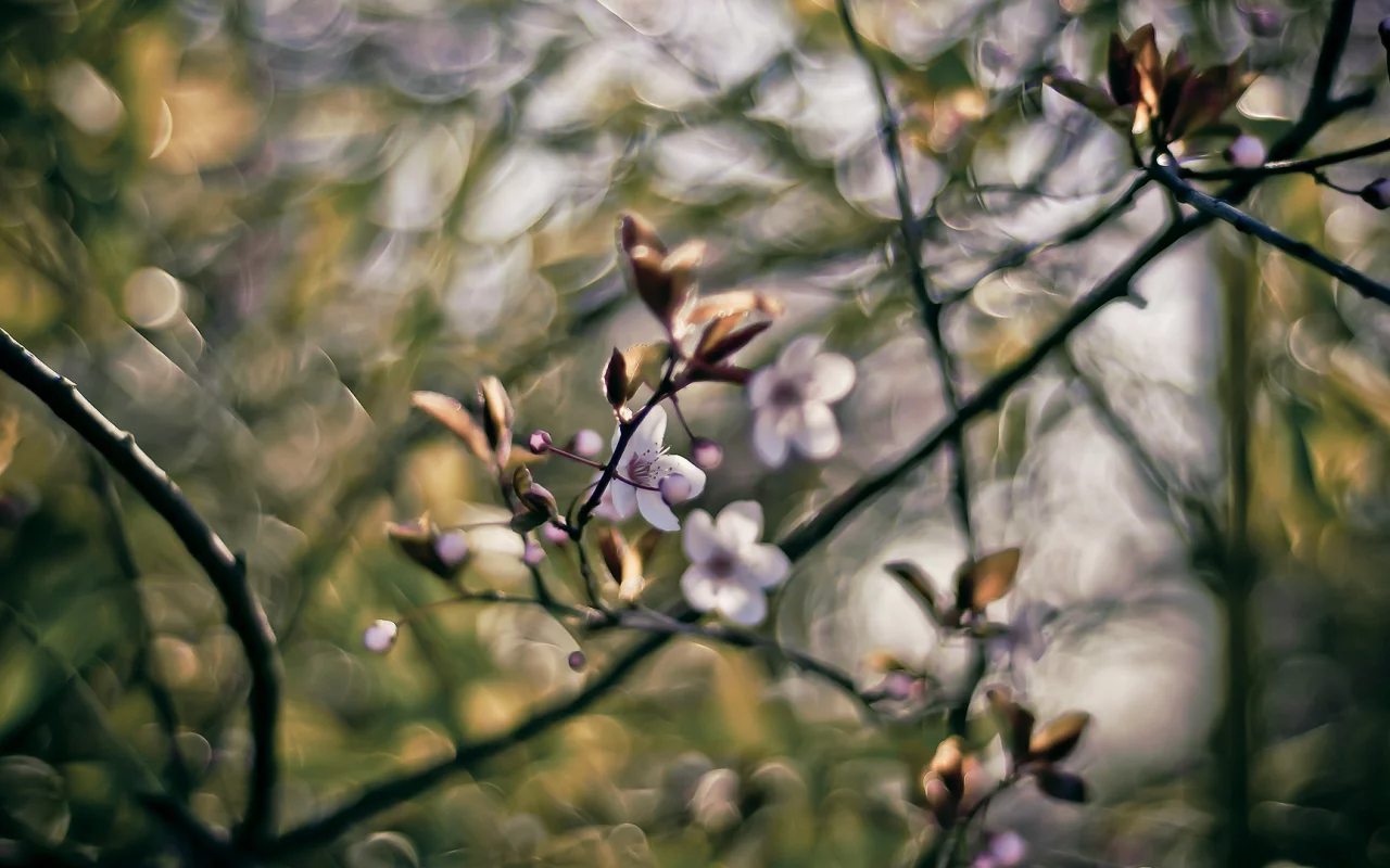 боке, 1920x1080, весна, branches, bokeh, краски, ветки, spring, nature, цветы, colors, flowers, природа