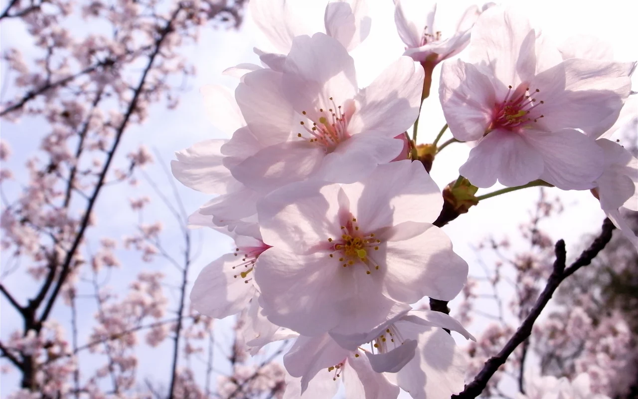 цветы, весна, ветка, sakura