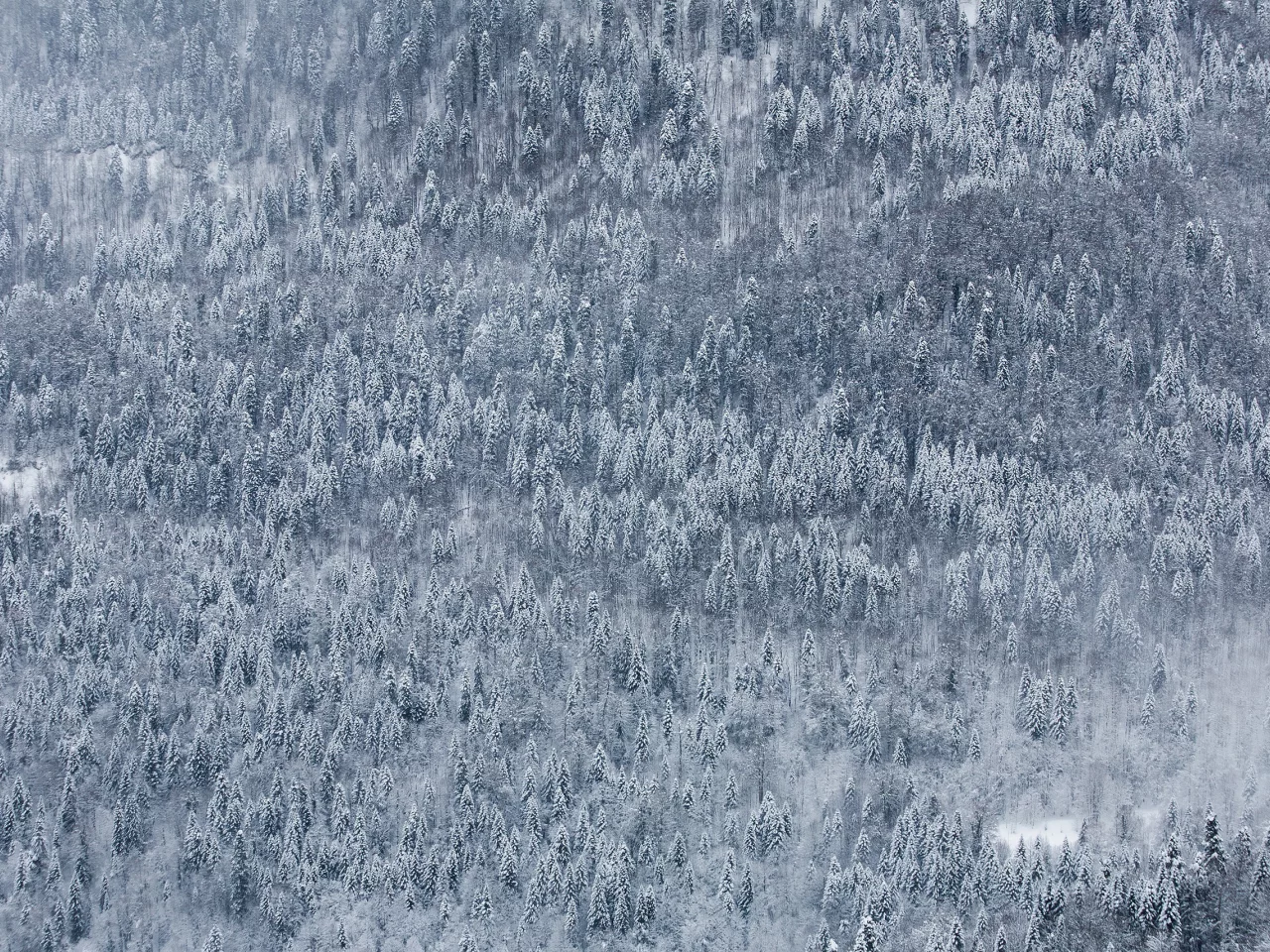 красная поляна, природа, дмитрий чистопрудов, пейзаж, wallpaper, снег, россия, зима, обои, край, лес, гора, сочи, краснодарский
