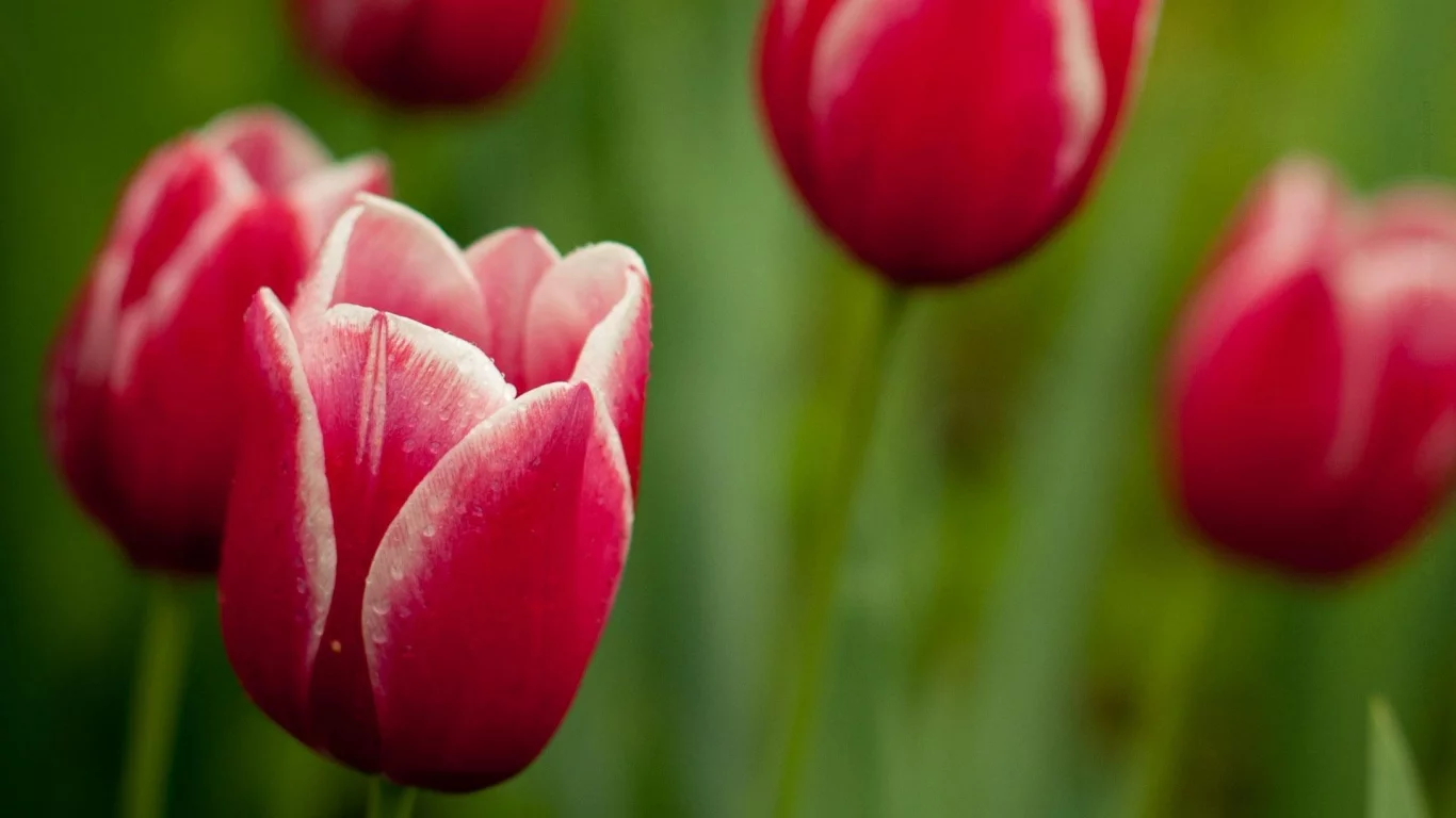 цветы, тюльпаны, flower, стебли, лепестки