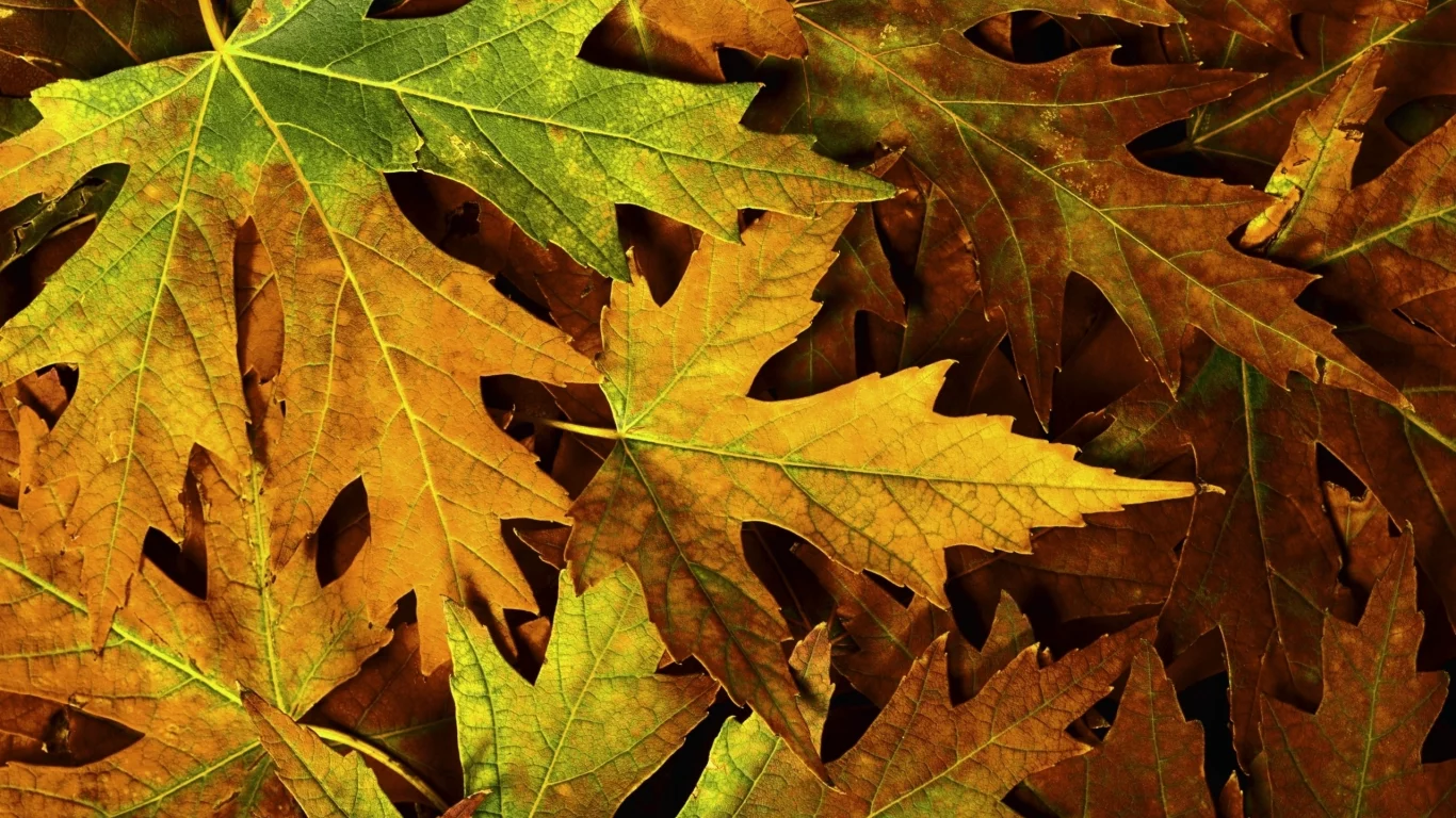 листва, макро, фото, листья, macro, autumn, осень, природа