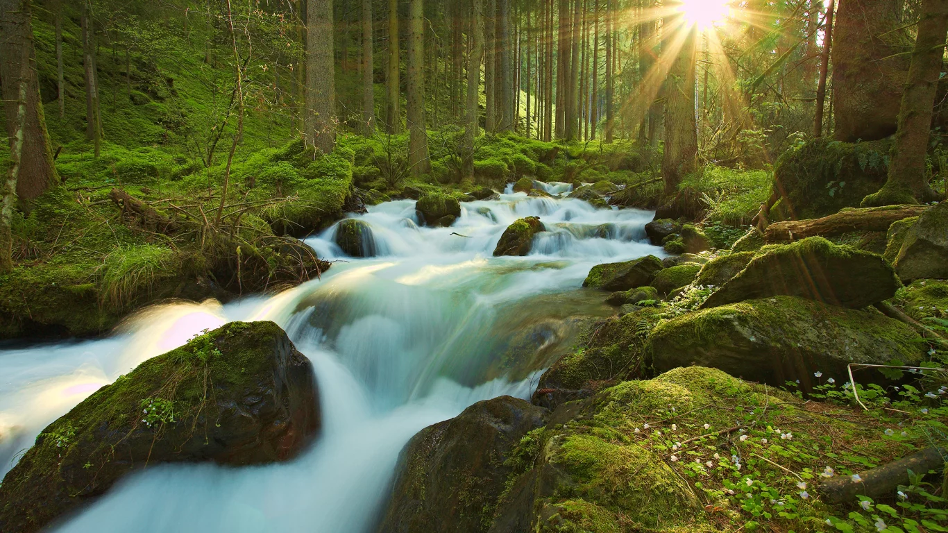 мох, лес, солнце, поток, камни, лучи, река, природа