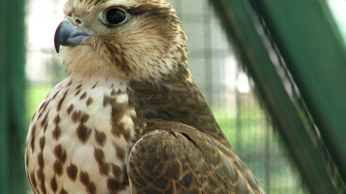 хищник, кречет, merlin, птица