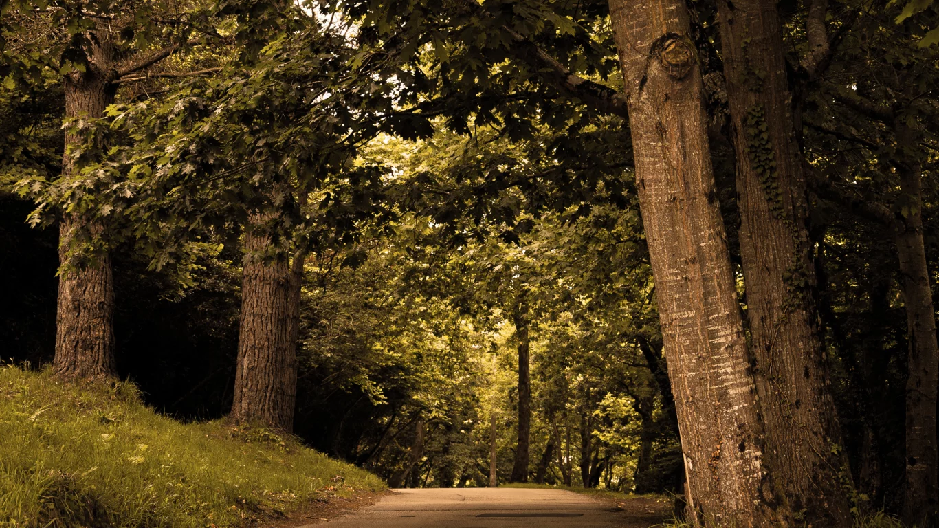 лес, природа, дорога