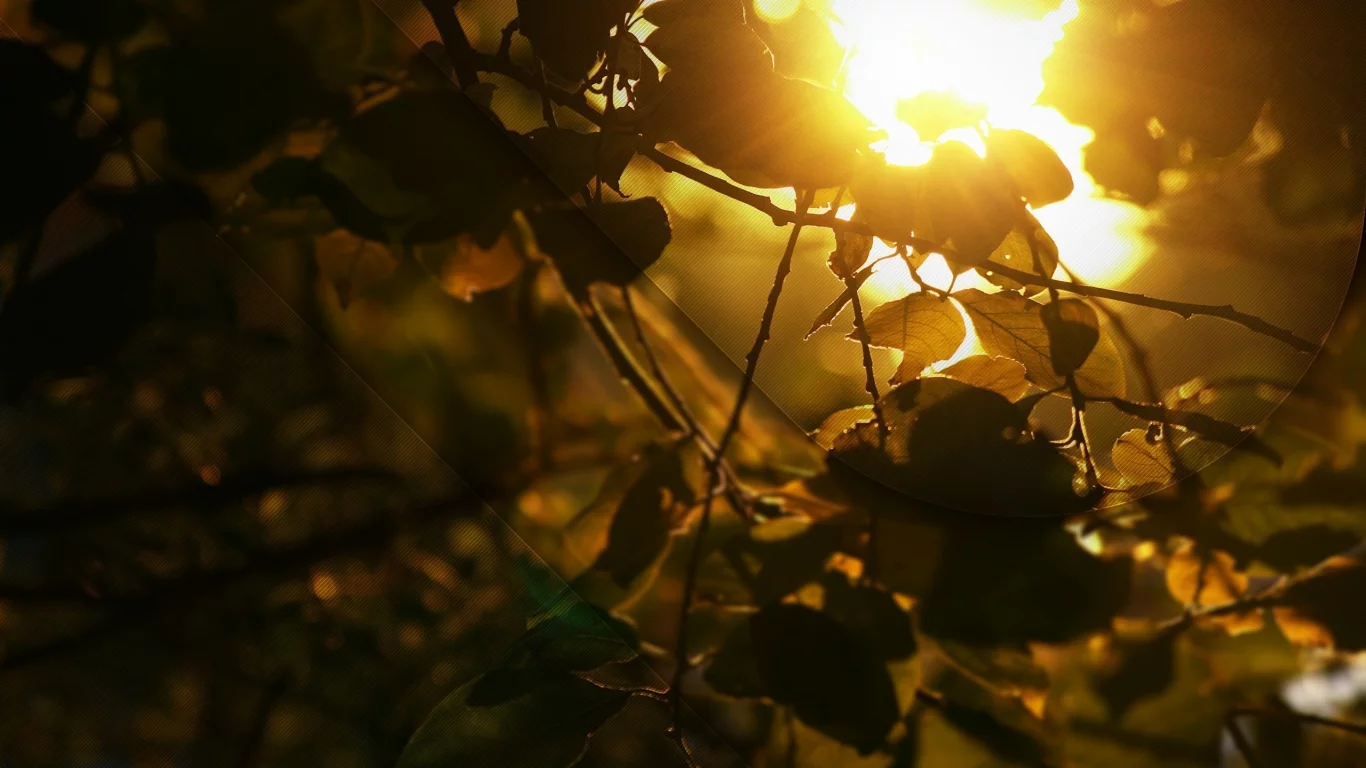 golden shine, свет, листва