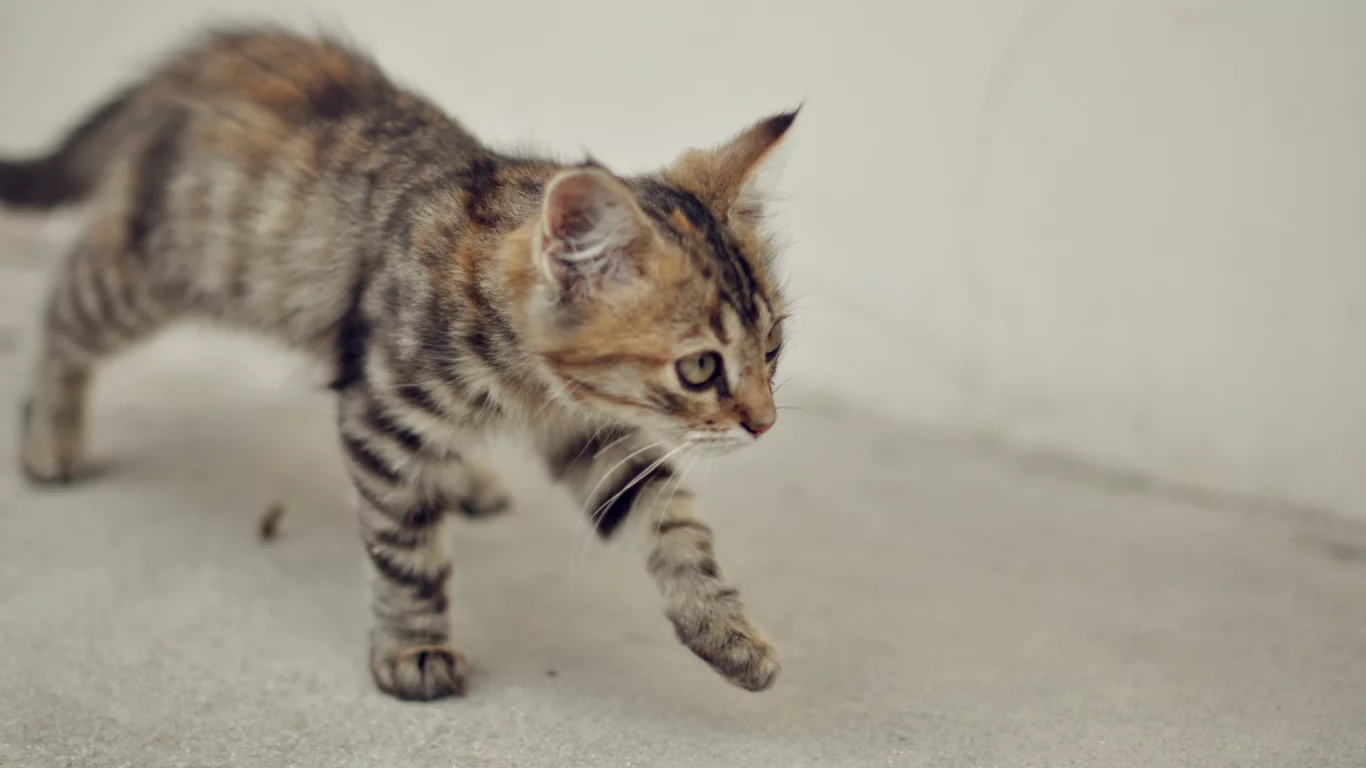 оранжевый, cat, животное, обои, серый, киса, домашний, животные, кот