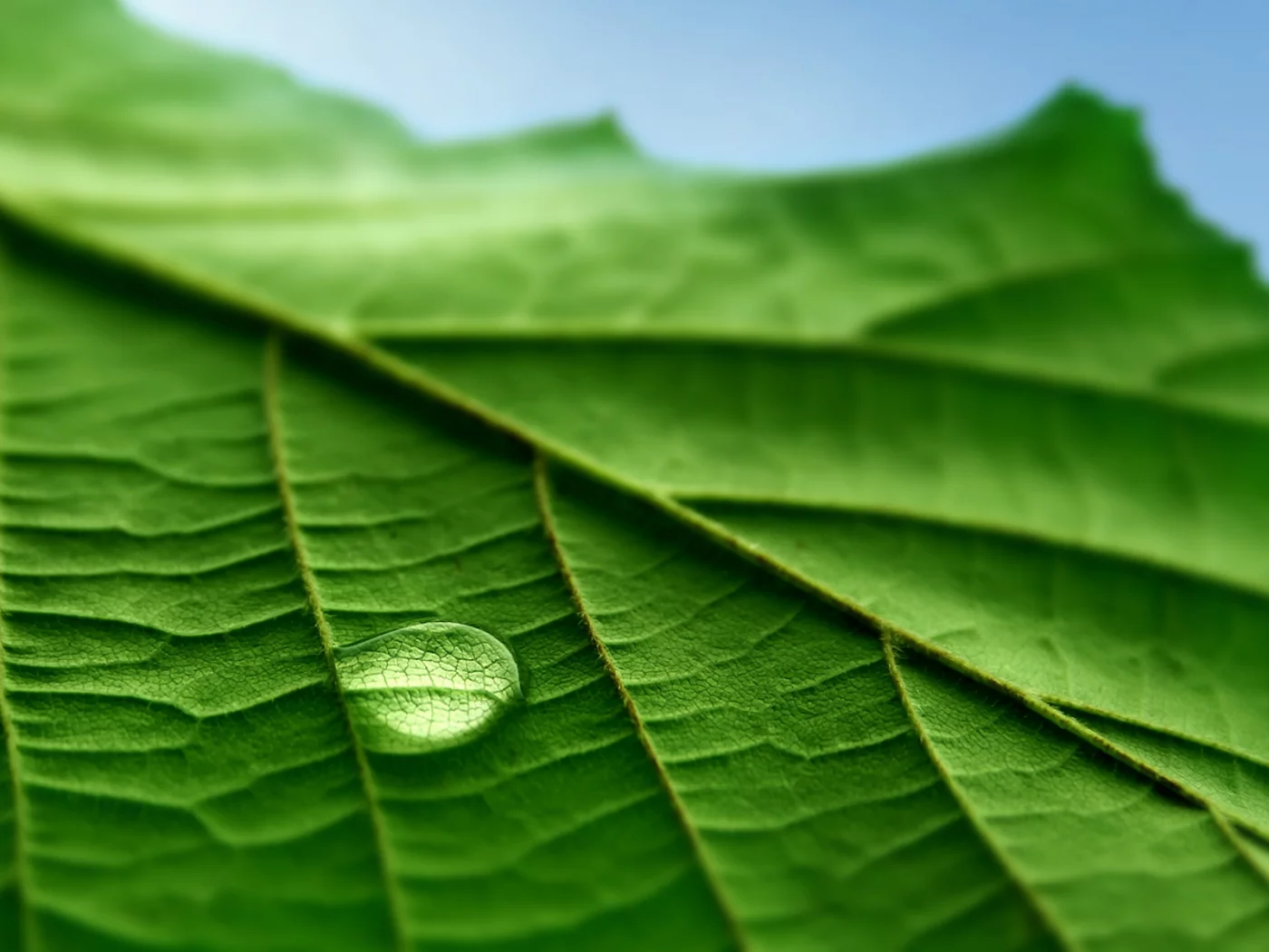 капли, макро, листья, фотографии, обои для рабочего стола, green macro