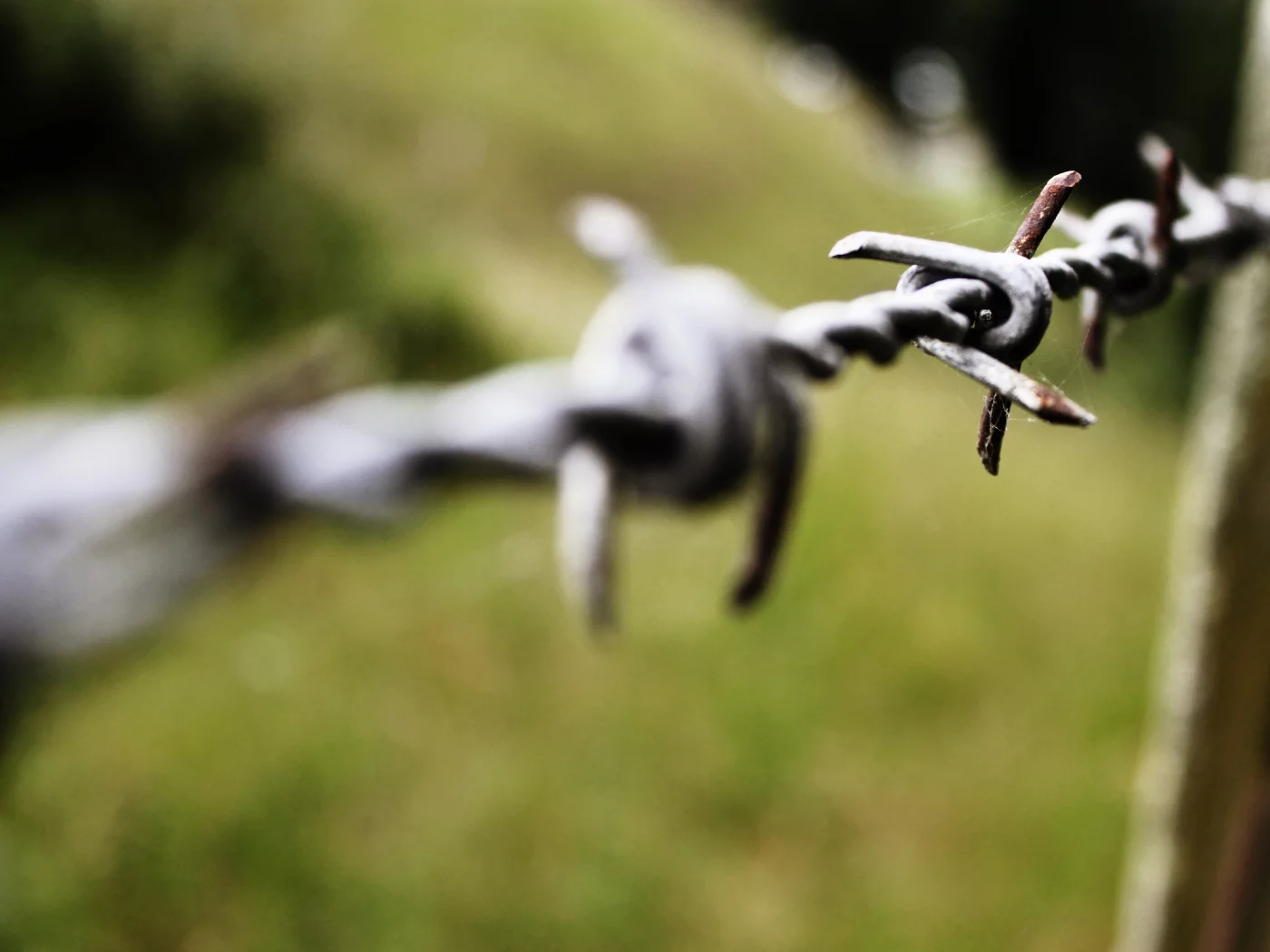 боке, макро, bokeh, паутина, web, 2560x1600, focus, фокус, macro, колючая проволока, barbed wire