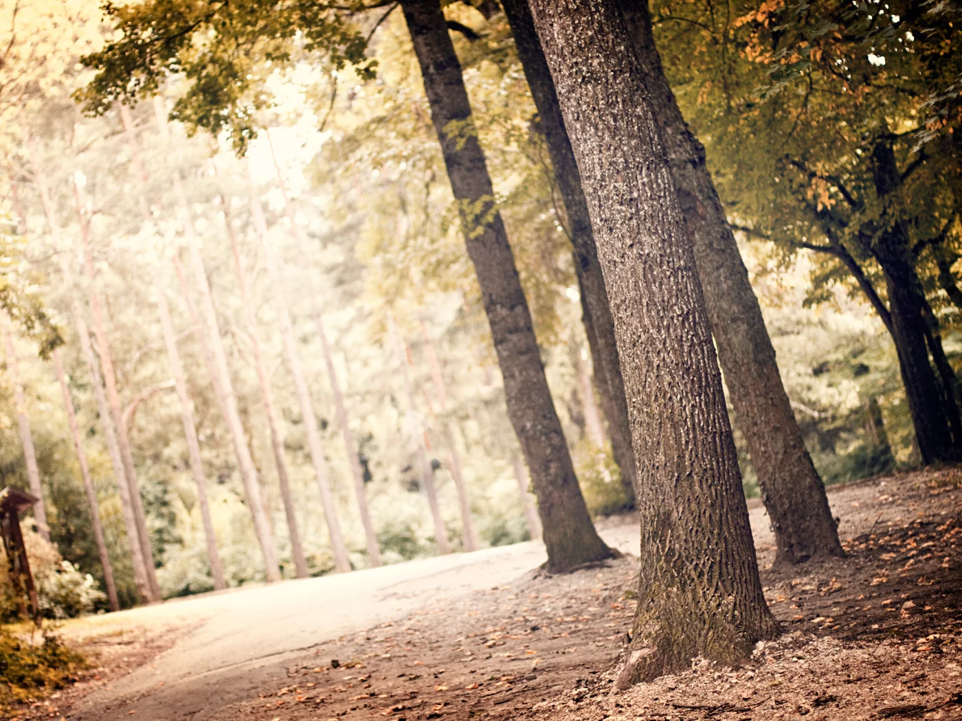 деревья, листья, природа, nature, landscape, greenery, листва, пейзаж, лес, leaves, зелень, свет, leaf, trees, light, 2560x1600, forest