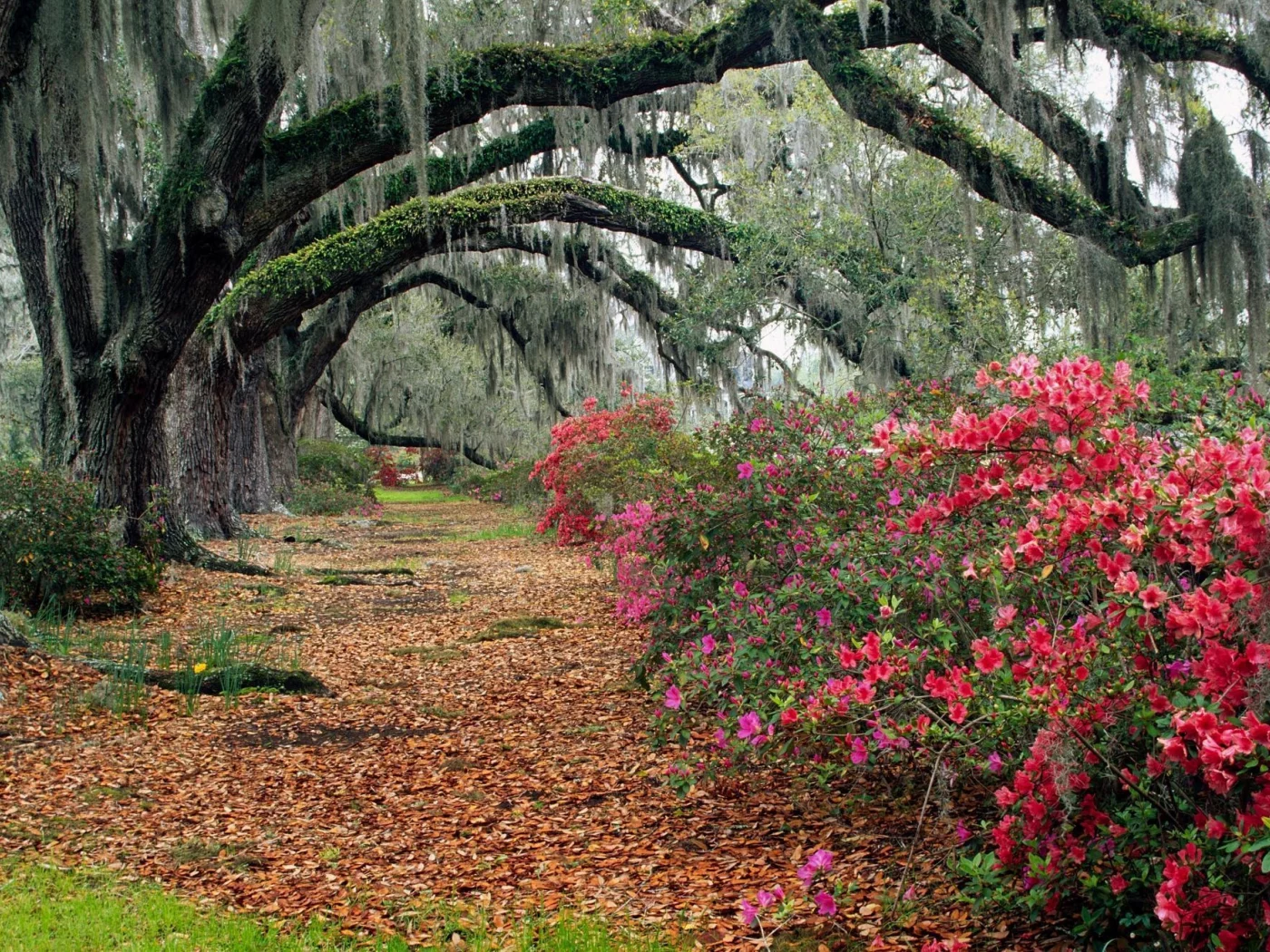 магнолии, magnolia, south carolina, листья, charleston