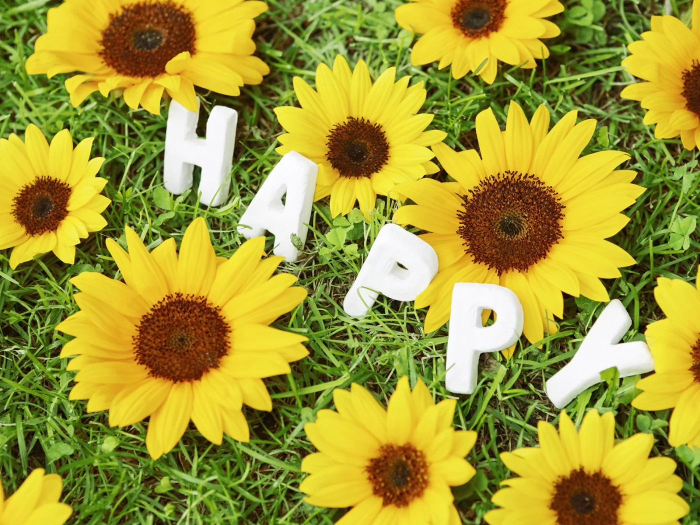 цветы, happy, трава, ромашка