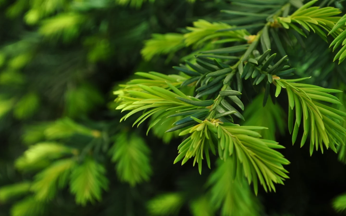 close up, ветка, green pine, природа