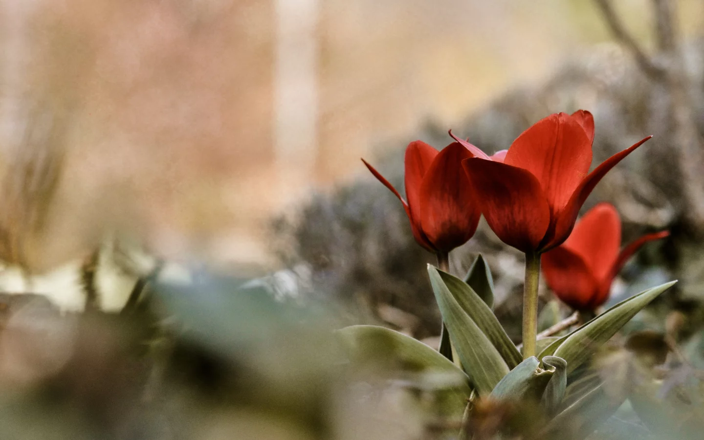 бутоны, лето, цветы, лепестки, тюльпаны, макро, flowers, трава, кусты