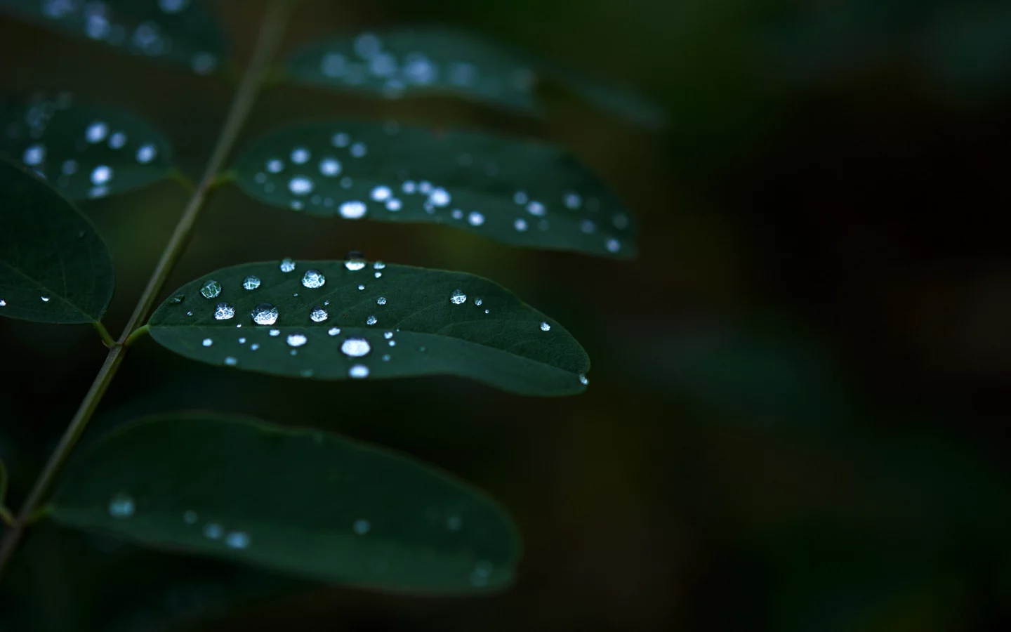 листья, растение, темнота, роса, green, вода, зелень, природа, капли, зеленый, макро
