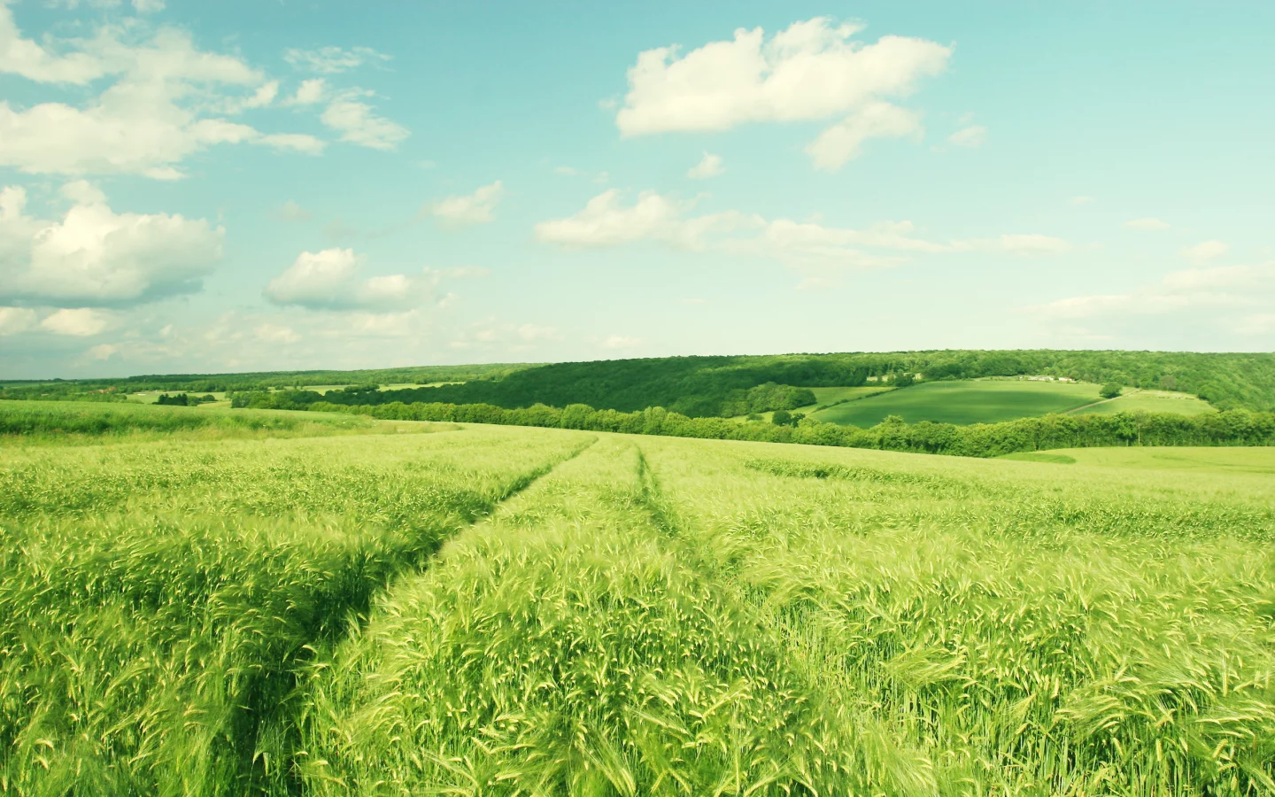 hill, sky, поле, деревья, пейзаж, landscape, clouds, небо, облака, зелень, nature, природа, 2560x1600, trees, greenery
