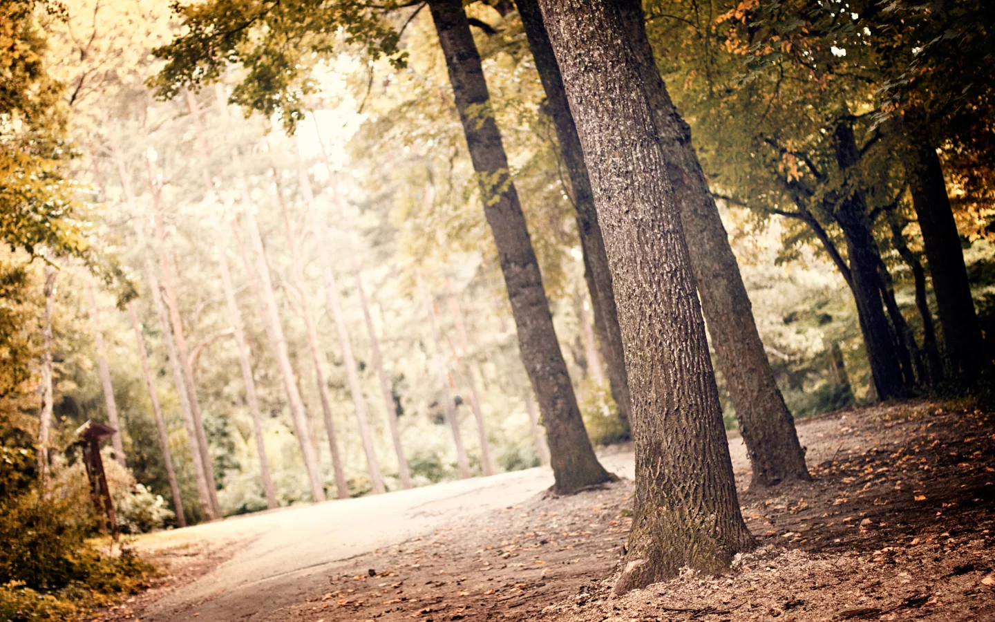 деревья, листья, природа, nature, landscape, greenery, листва, пейзаж, лес, leaves, зелень, свет, leaf, trees, light, 2560x1600, forest