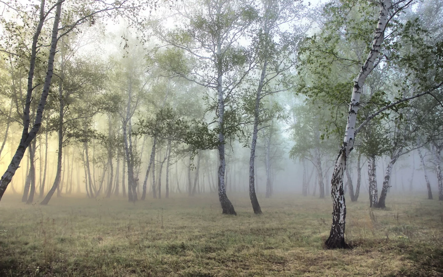 берёзы, лес, роща