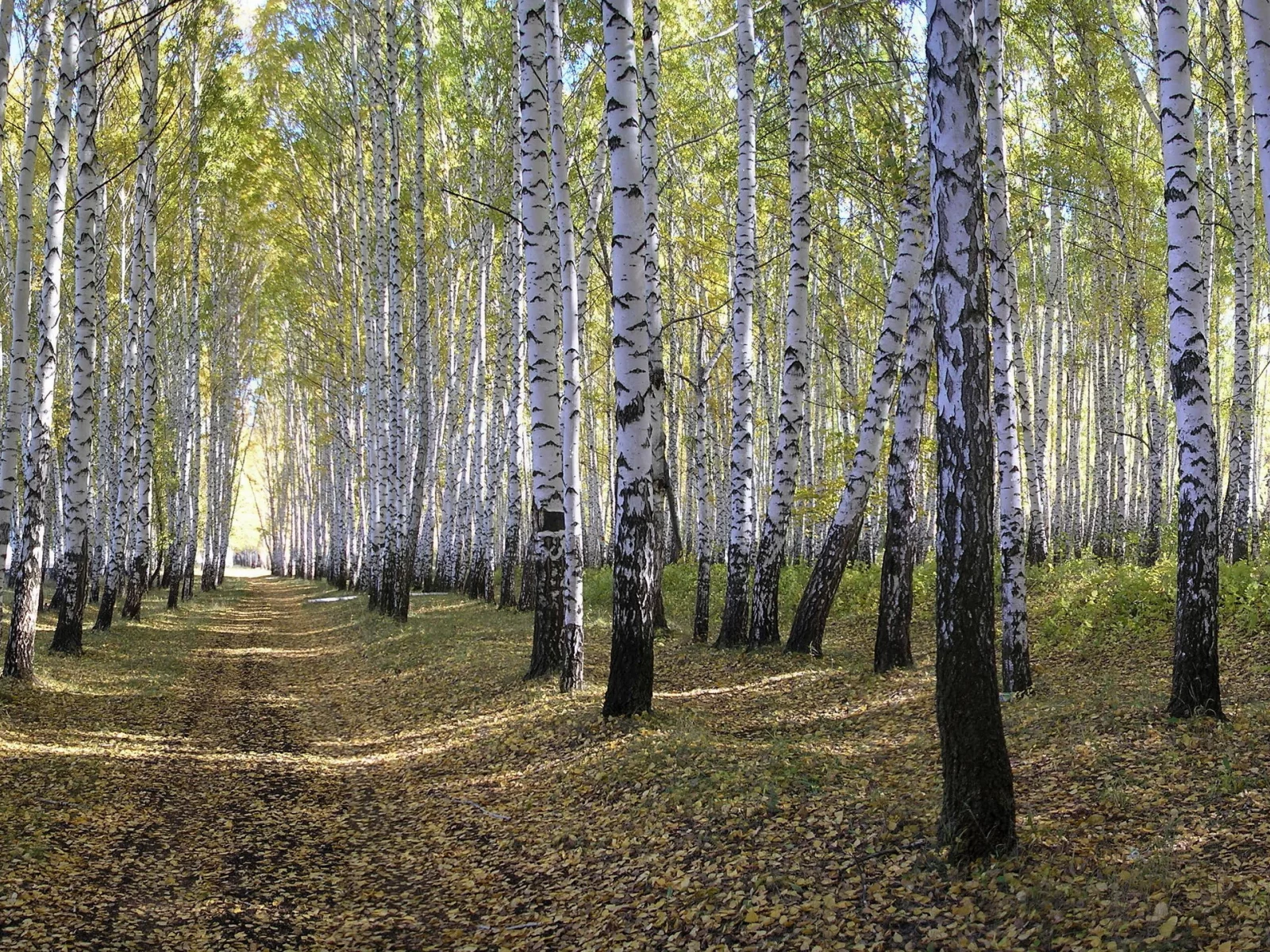 лес, природа, берёзы