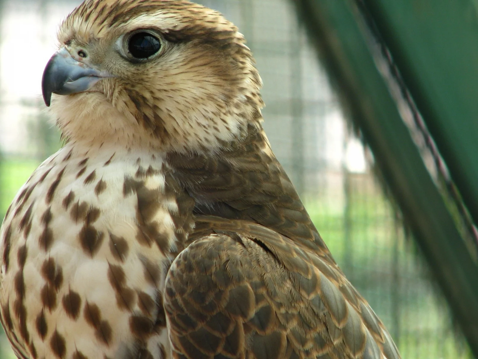 хищник, кречет, merlin, птица