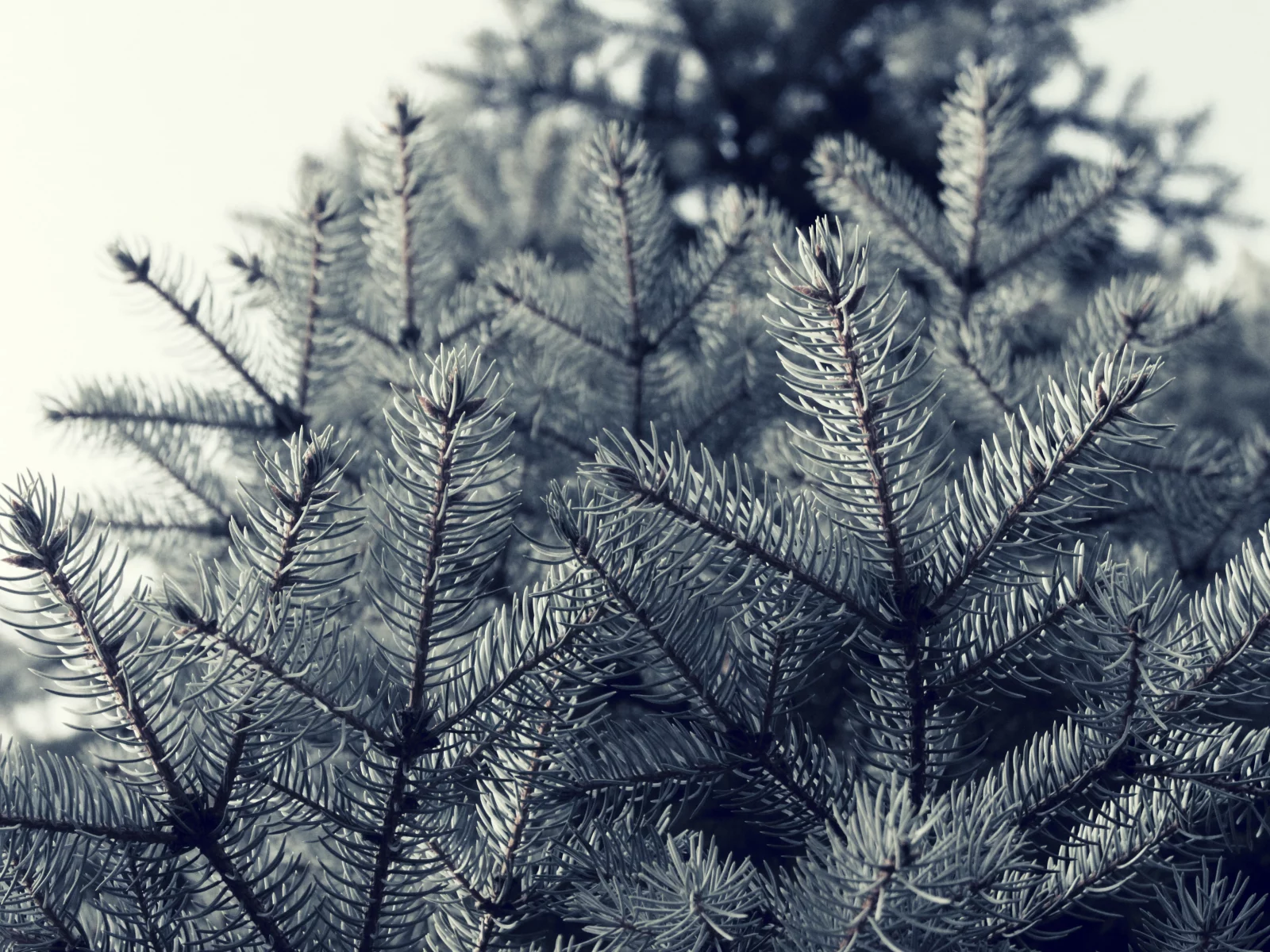 nature, макро, ель, природа, ветки, деревья, иголки