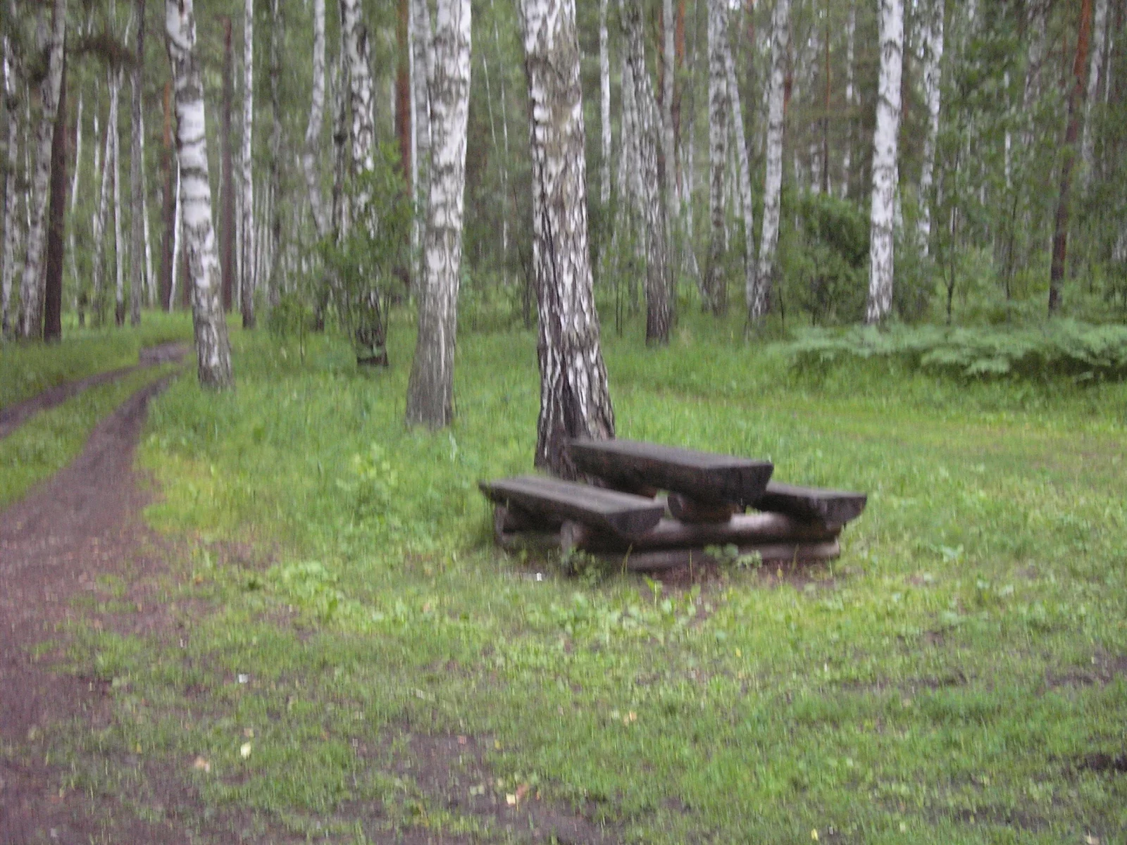 береза, скамейка, сибирь, лес