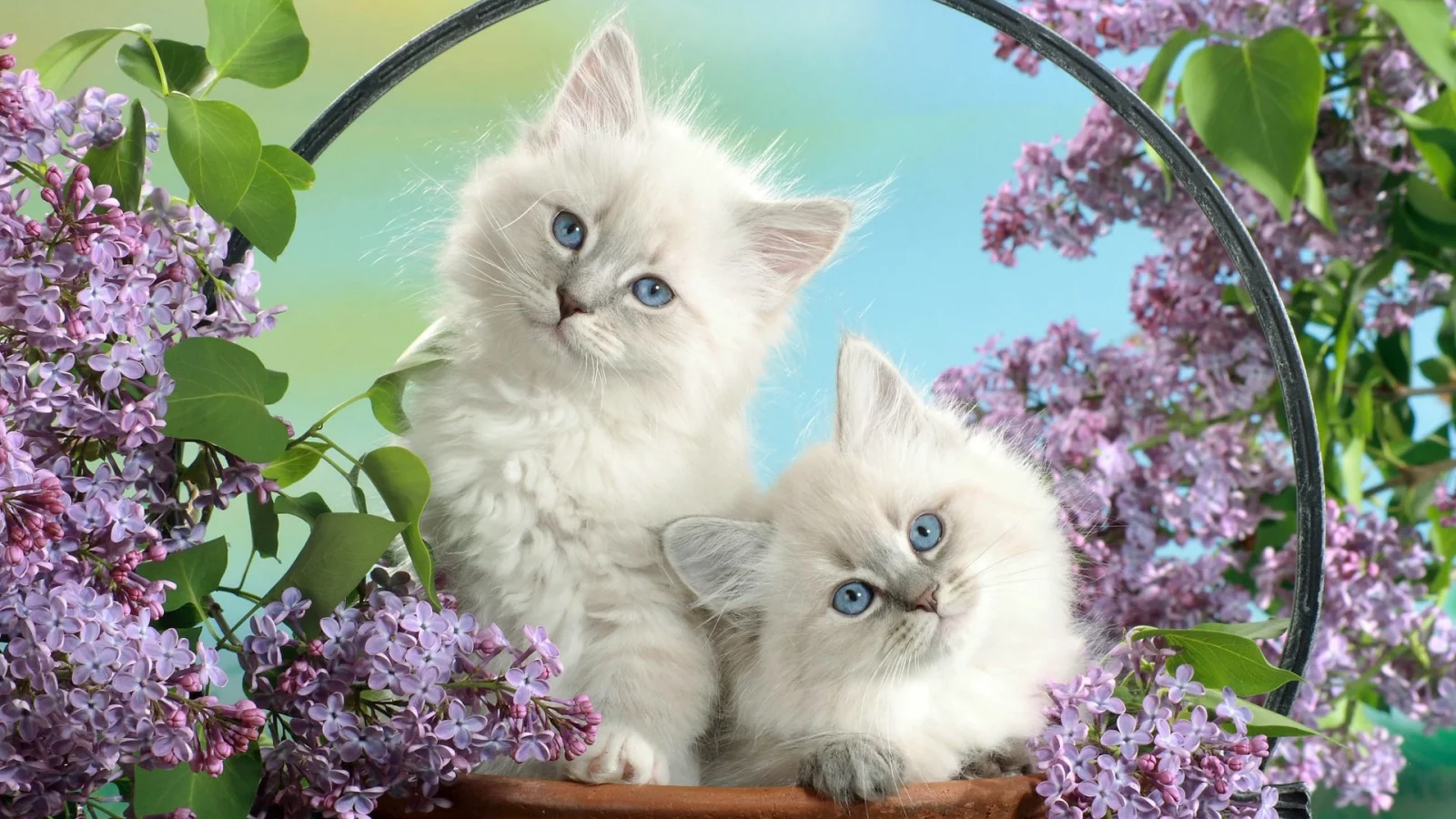 Кошки, котята