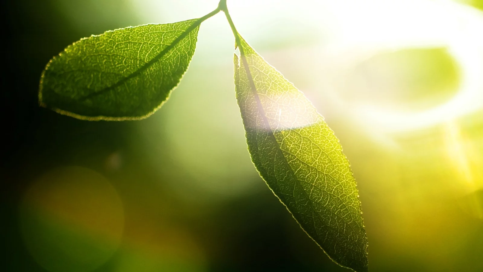 обои, лучи, макро, зелень, фон, солнце, стебли, wallpapers, свет, green, растения, картинки, листья