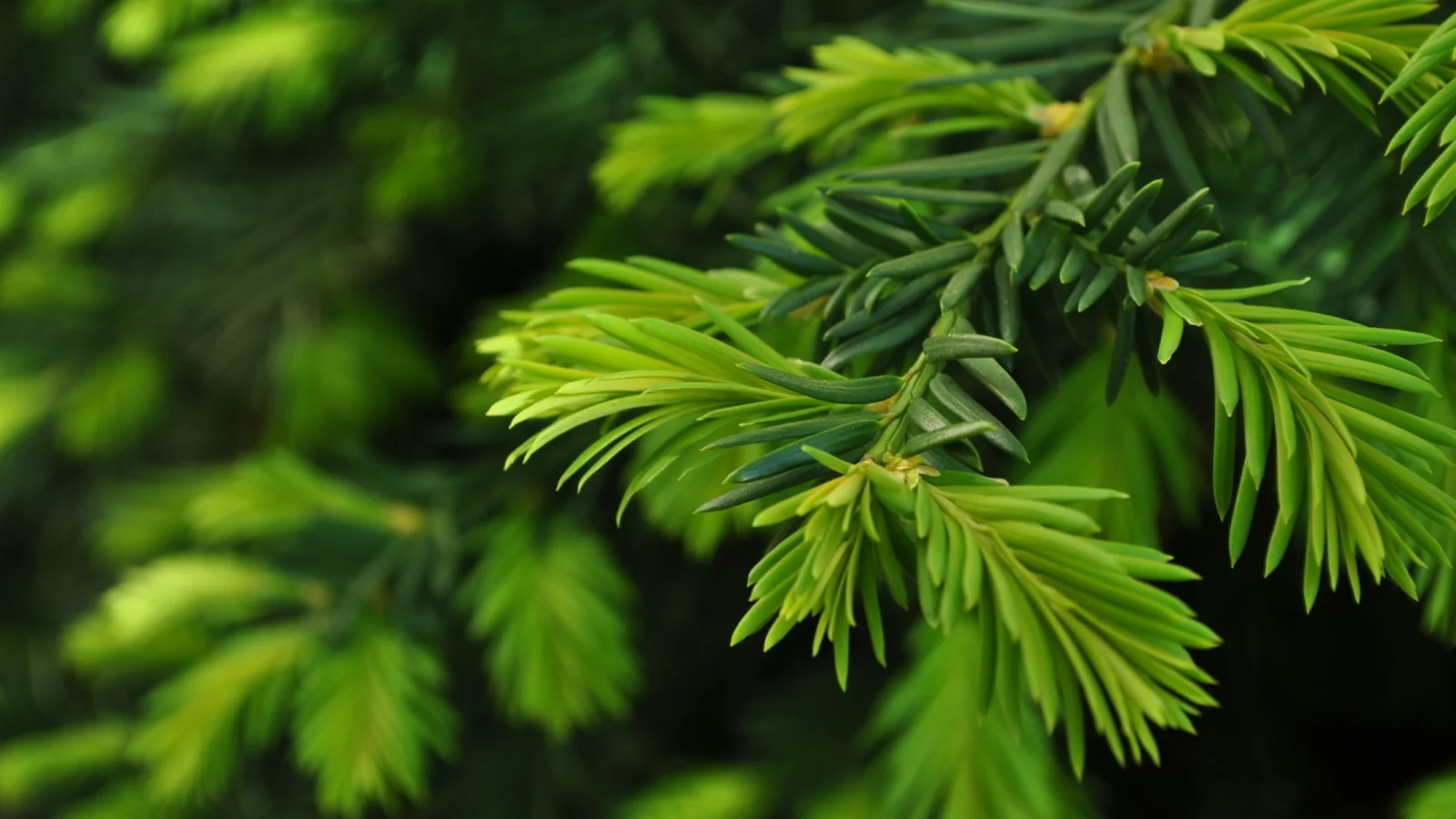 close up, ветка, green pine, природа