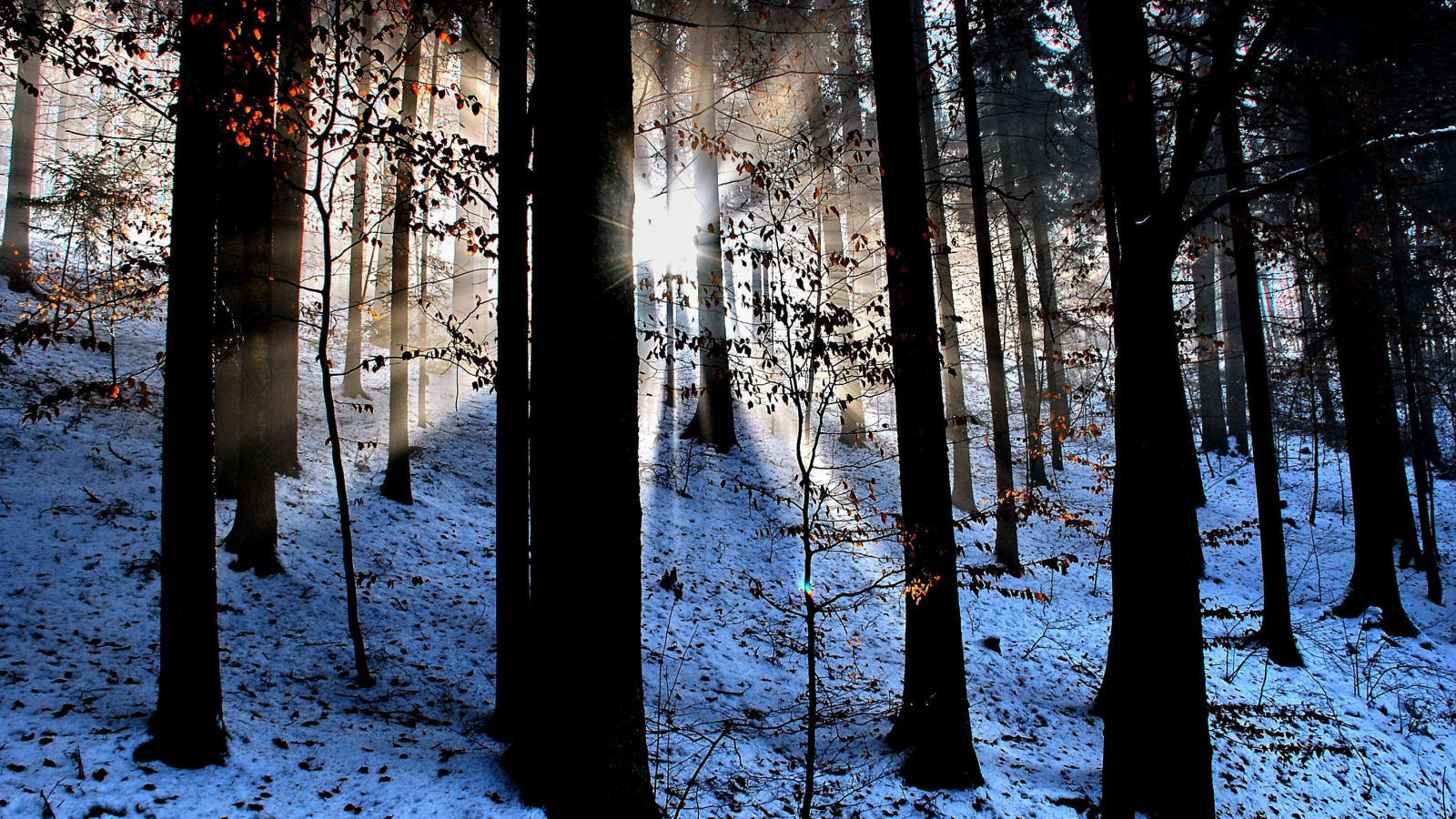 снег, свет, лучи, лес, дервья, листва, природа