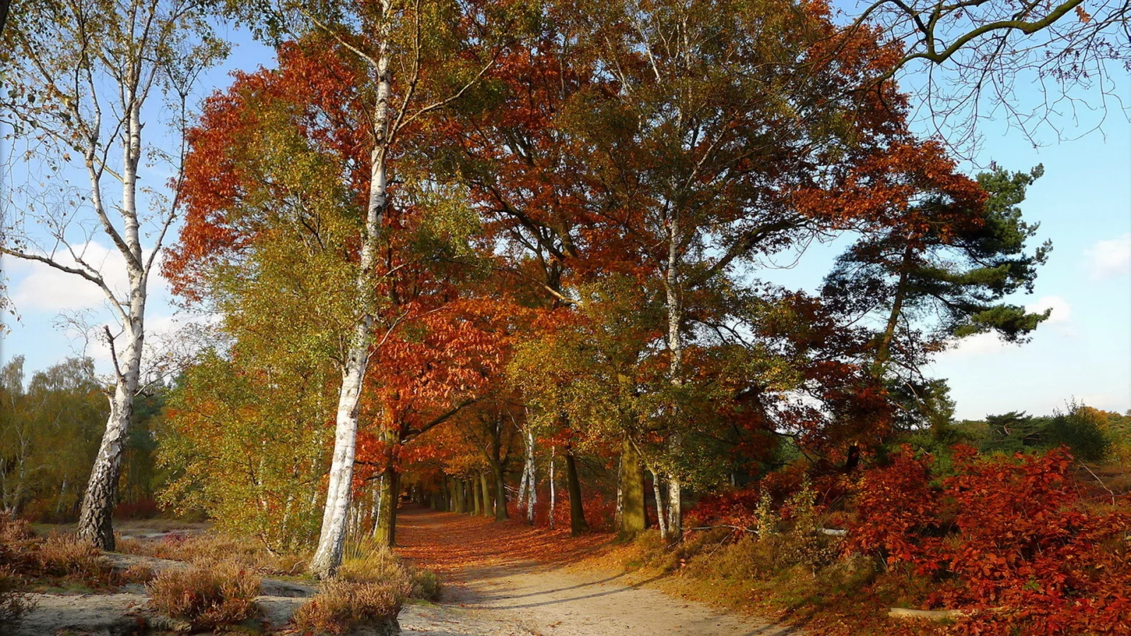 дорога, деревья, осень, цвет