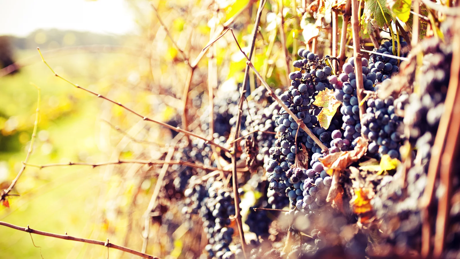 солнце, теплый день, grapes, лоза, виноград, осень