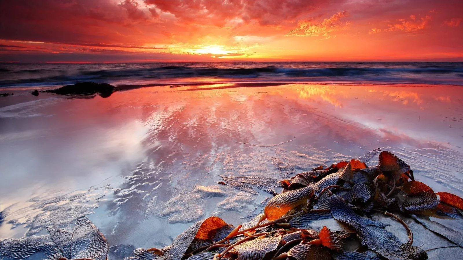 закат, берег, водоросли, море