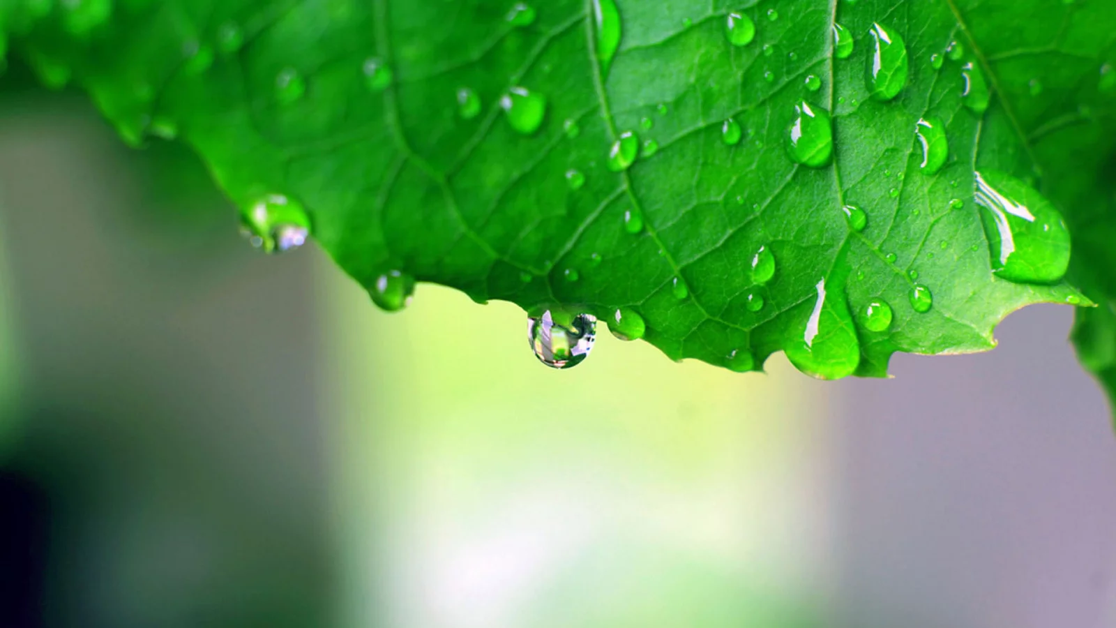 green macro, обои, капли, макро фото, зелёный, листья