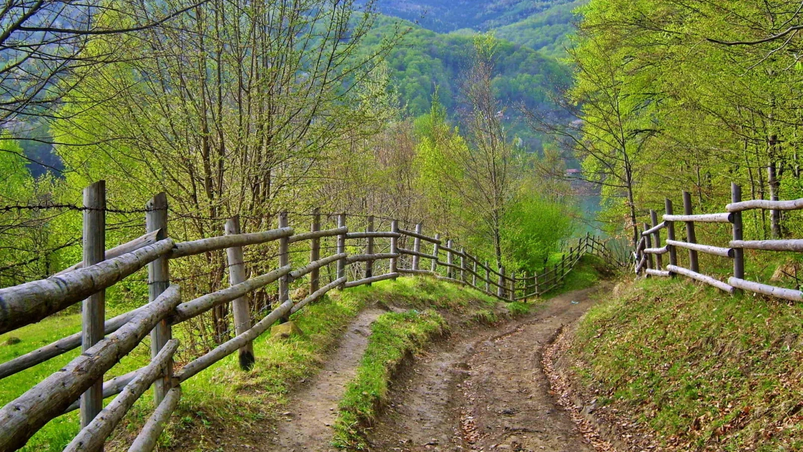 дорога, лето, забор