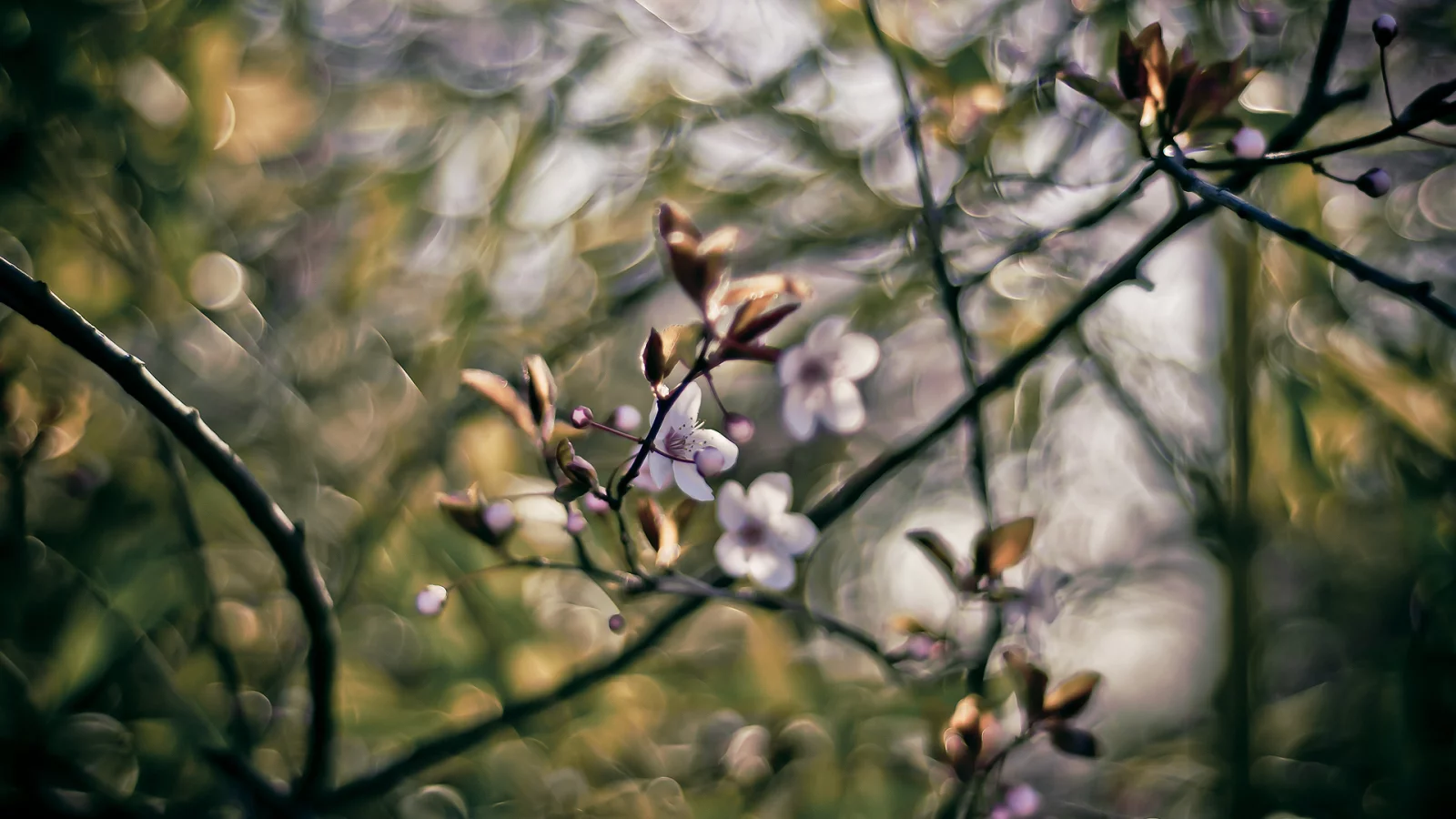 боке, 1920x1080, весна, branches, bokeh, краски, ветки, spring, nature, цветы, colors, flowers, природа