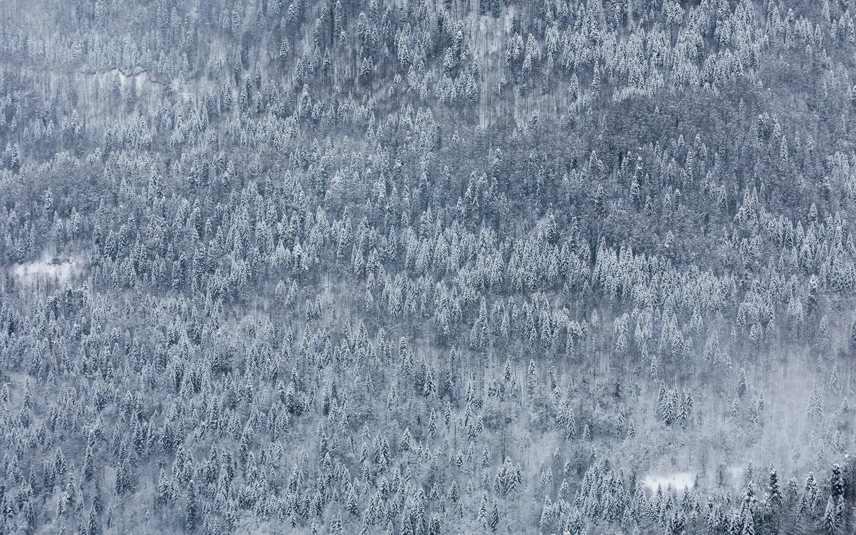 красная поляна, природа, дмитрий чистопрудов, пейзаж, wallpaper, снег, россия, зима, обои, край, лес, гора, сочи, краснодарский