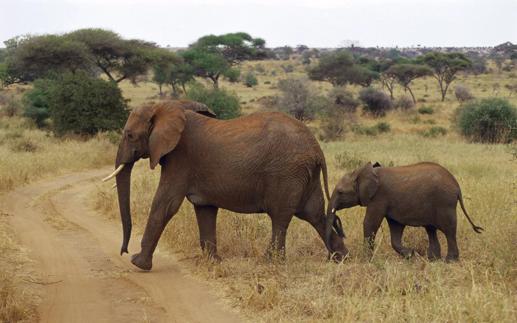 слоненок, слоны, африка, elephant