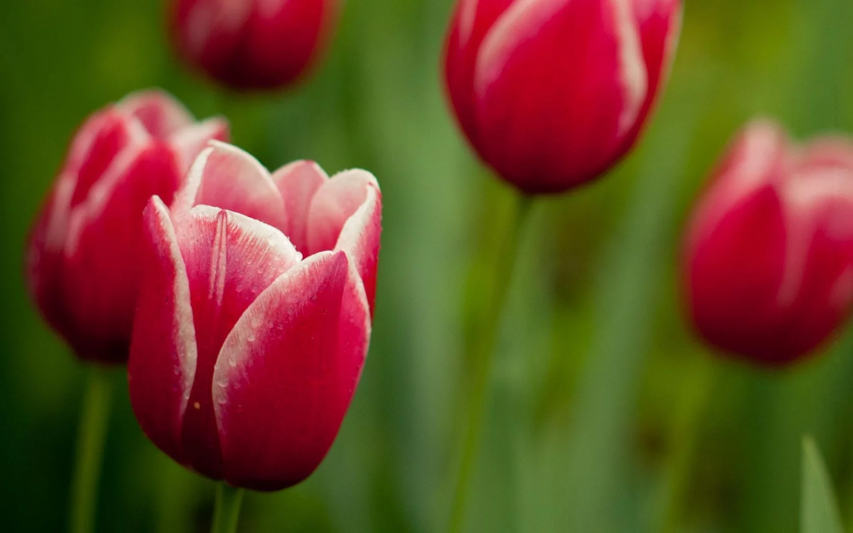 цветы, тюльпаны, flower, стебли, лепестки