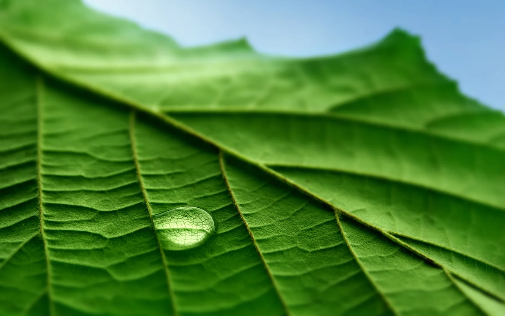 капли, макро, листья, фотографии, обои для рабочего стола, green macro