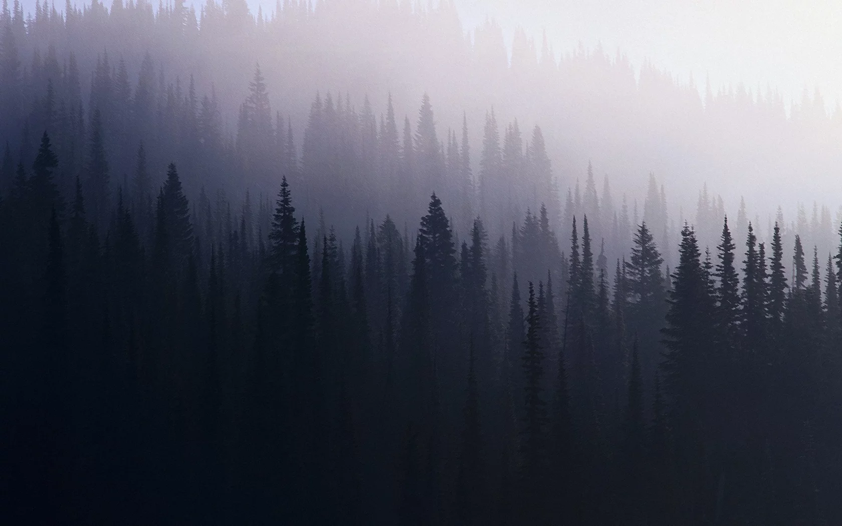 лес, туман, ель