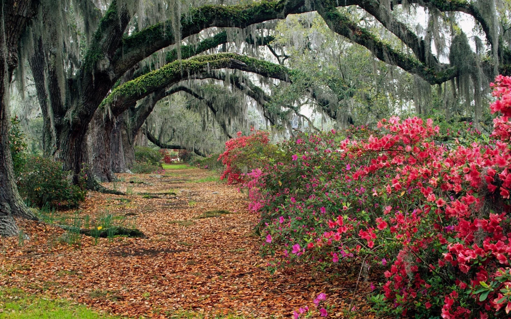 магнолии, magnolia, south carolina, листья, charleston