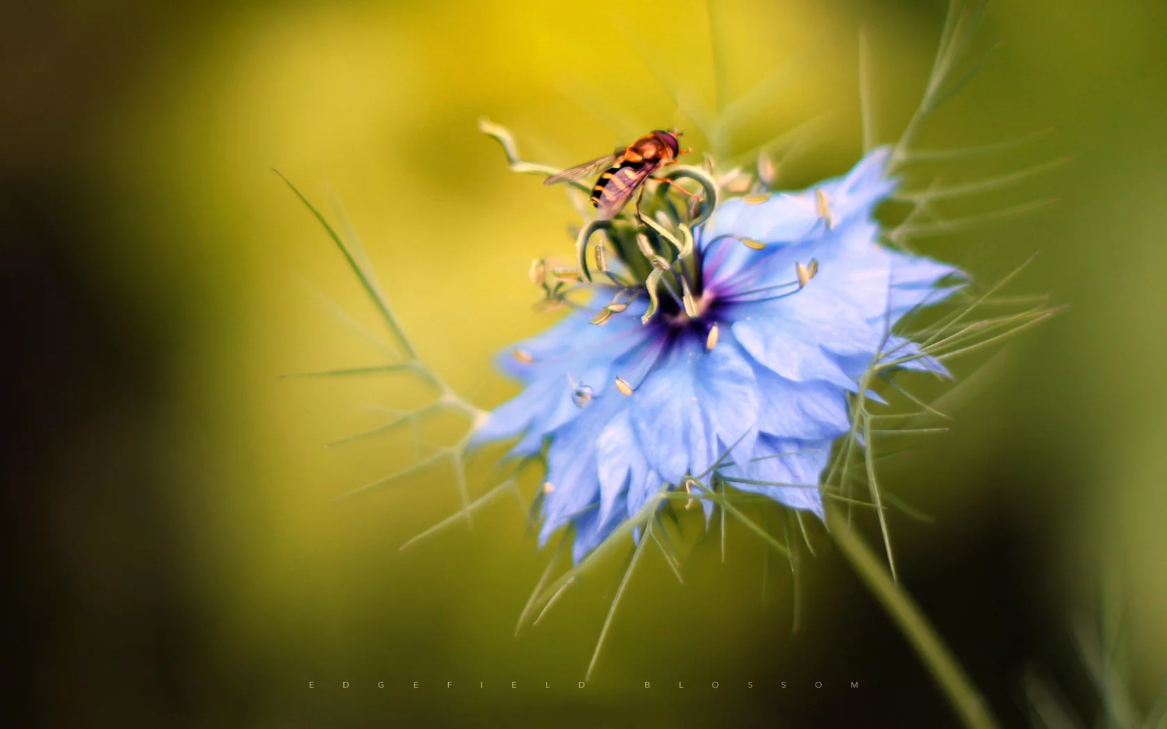 edgefieldblossom, цветок, пчела