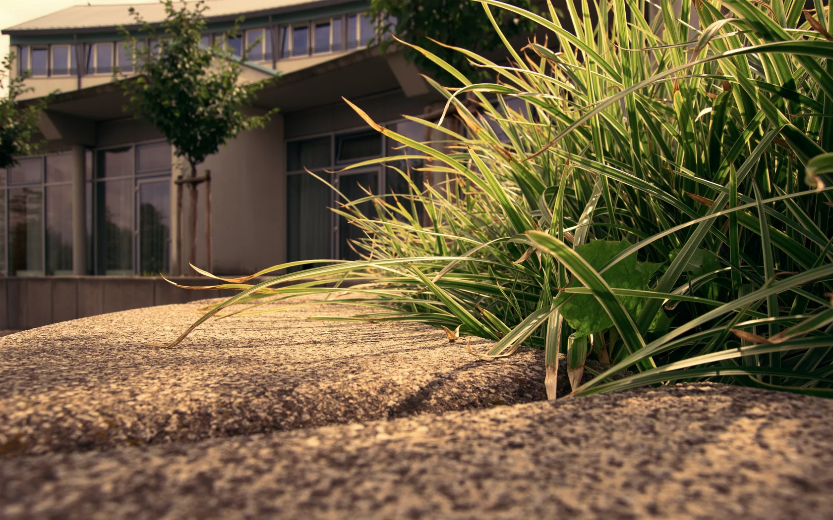 grass, трава, макро, деревья, trees, sidewalk, 2560x1600, дом, house, macro, тротуар, edge, бордюр
