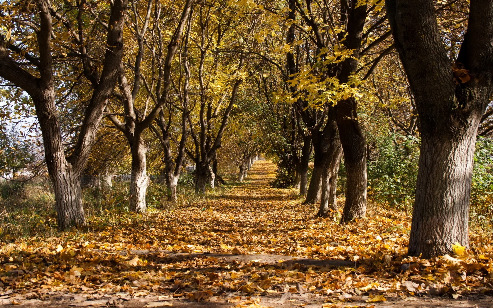 листья, деревья, осень