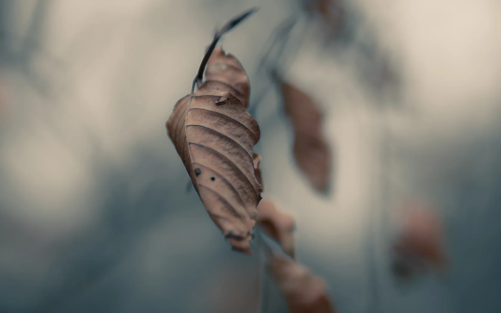 листья, макро, серость, autumn, осень, ветвь