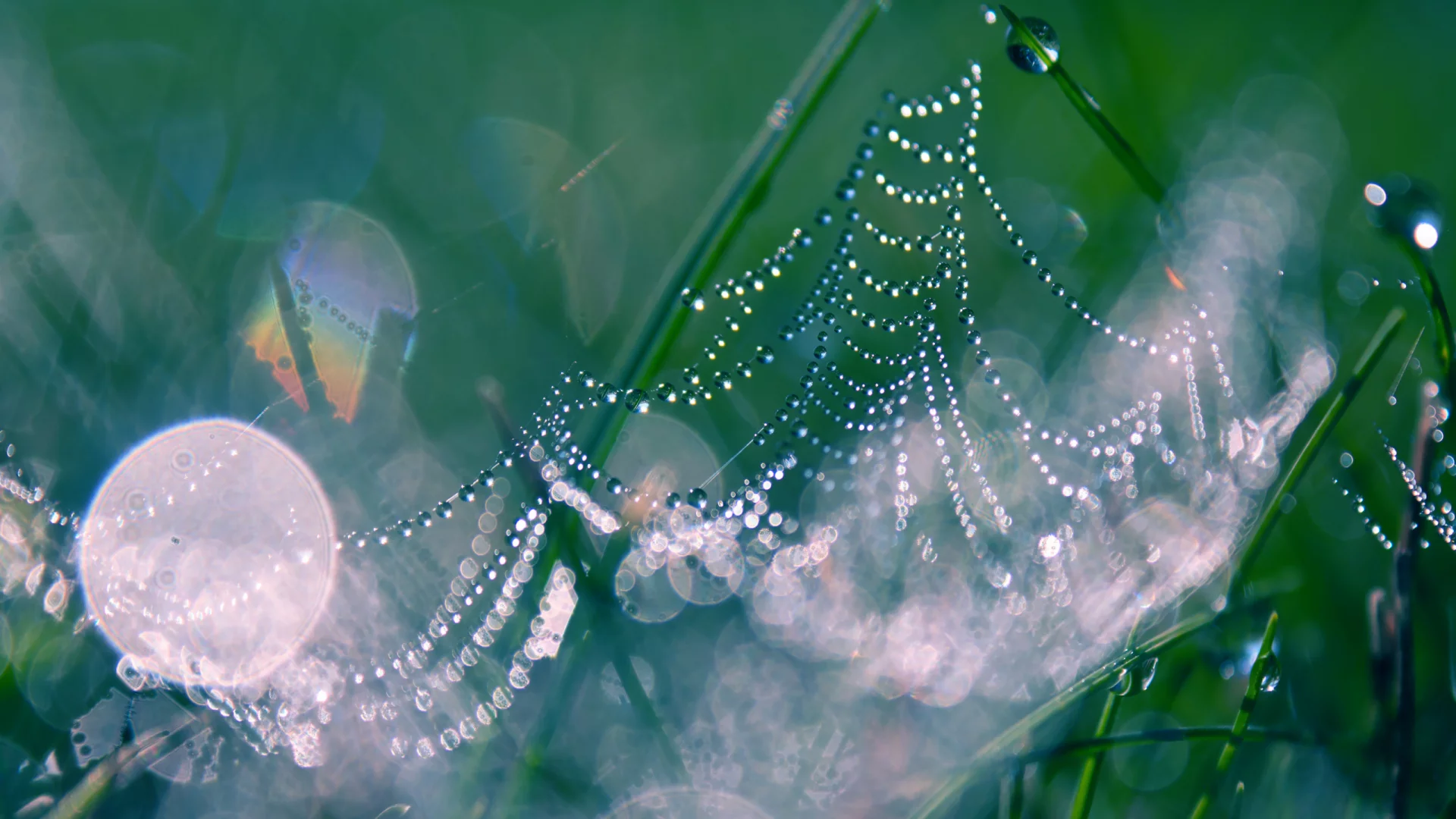трава, drops, капли, bokeh